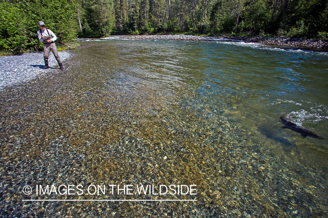 Flyfisherman fighting with salmon on Nakina River, British Columbia.