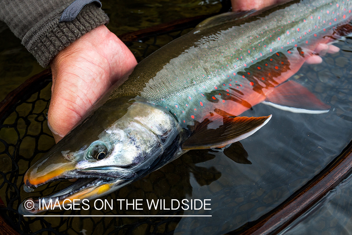 Dolly Varden. Nushagak River, Alaska.