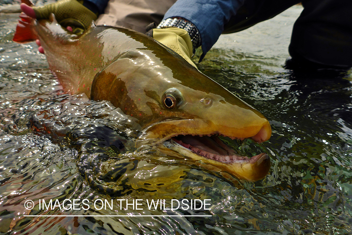 Flyfisherman releasing bull trout.