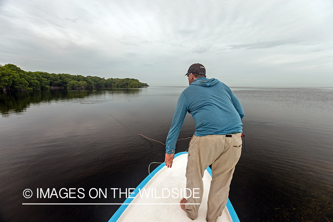 Flyfisherman landing tarpon.