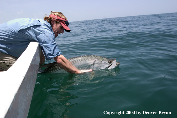 Flyfisherman releasing tarpon 