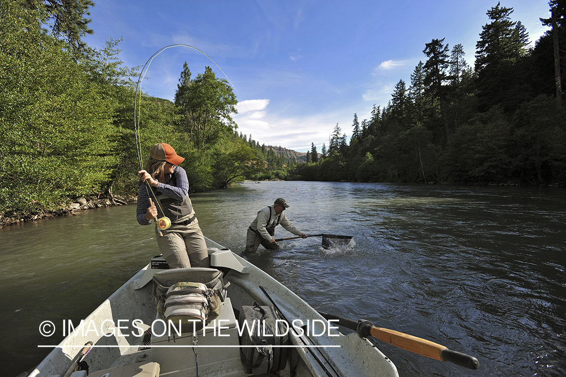 Flyfishers with hooked steelhead. 