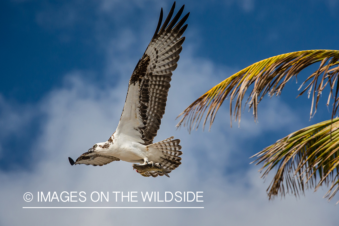 Osprey in flight.