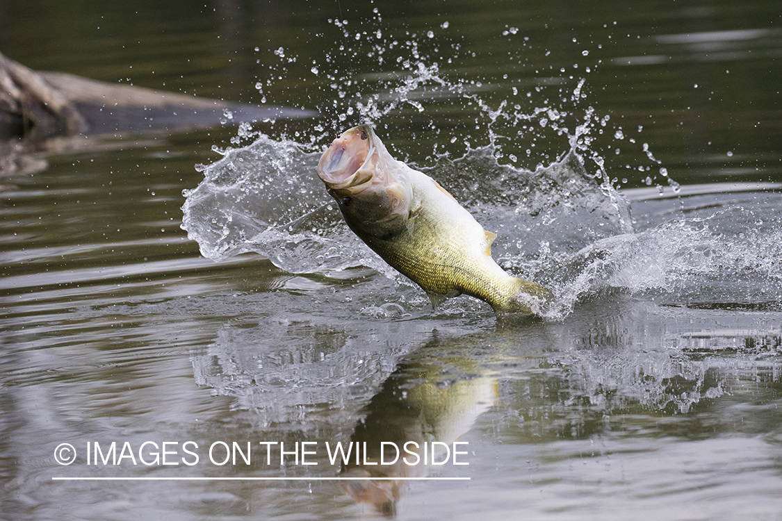 Largemouth Bass on line.