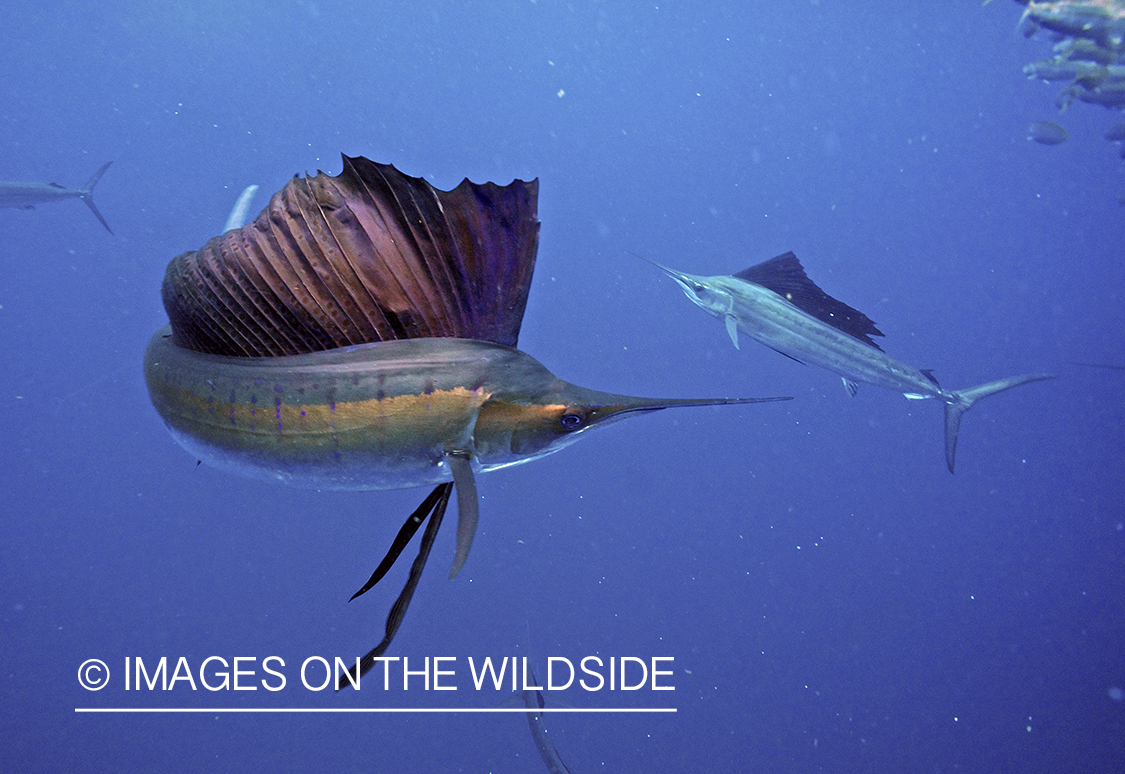 Atlantic sailfish in open ocean.