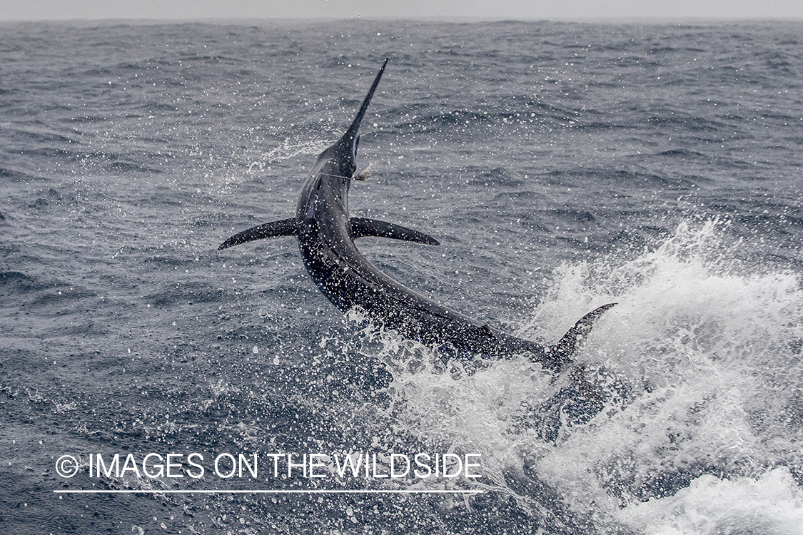 Marlin (blue) jumping.