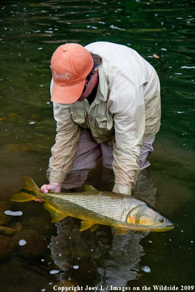 Flyfisherman releasing Golden Dorado