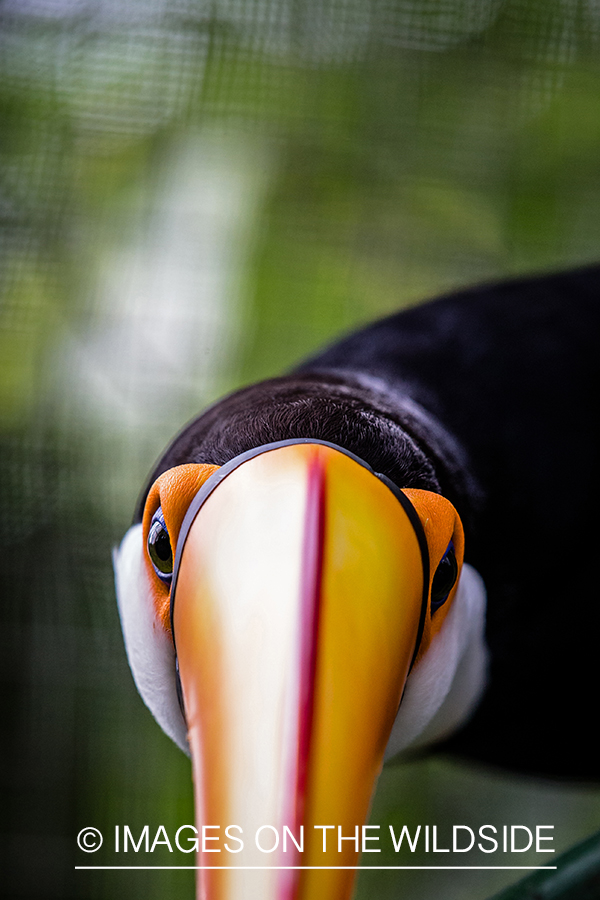 Flyfishing for Golden Dorado in Bolivia. (Toucan)