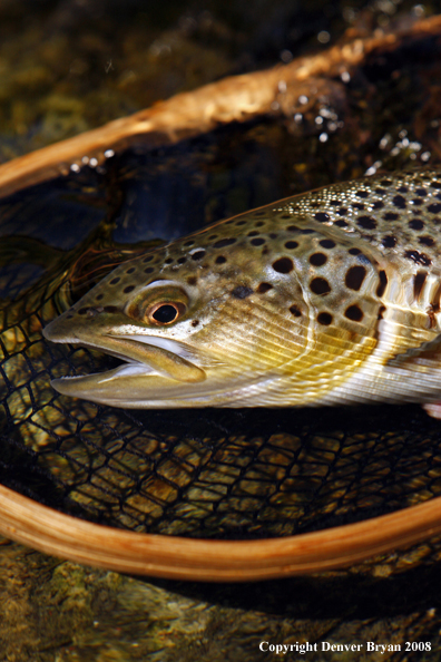 Brown Trout in habitat