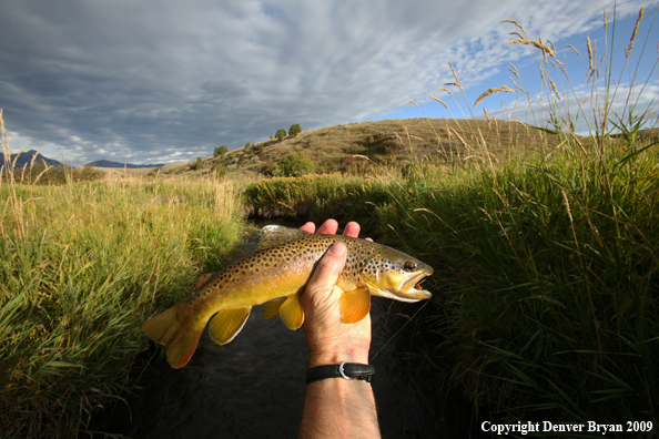 Flyfisherman with brown trout