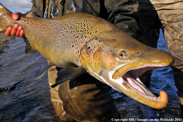 Flyfisherman with large Brown trout. 