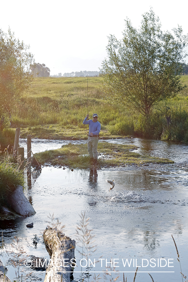 Fisherman fighting jumping brown trout.