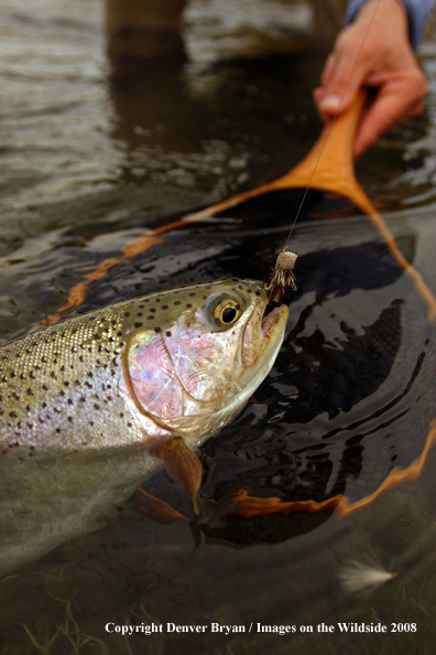 Rainbow Trout with fly