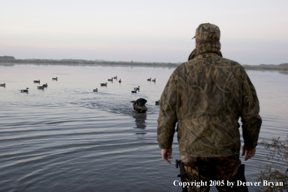 Labrador Retriever retrieving duck to hunter.