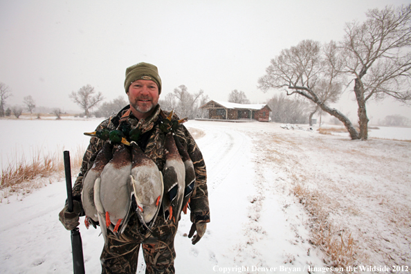 Duck hunter with mallards in field. 