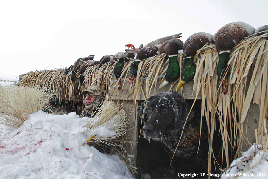 Waterfowl hunters in blind in field.