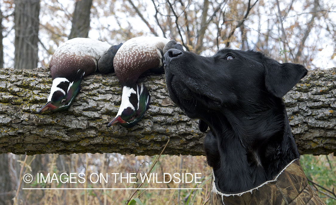 Black labrador retriever with downed wood ducks.