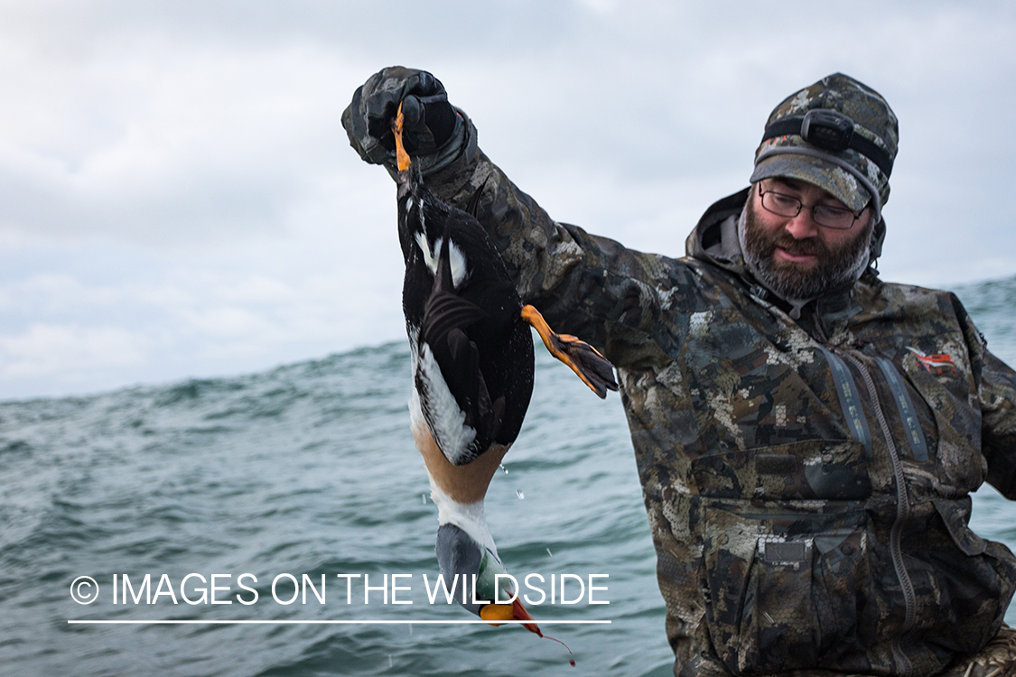 King Eider and Long-tailed duck hunting in Alaska, hunter with downed King Eider.