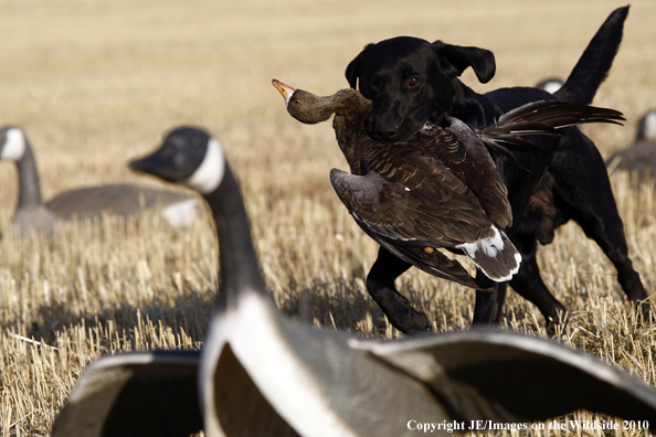 Labrador Retriever Hunting White-Fronted Goose