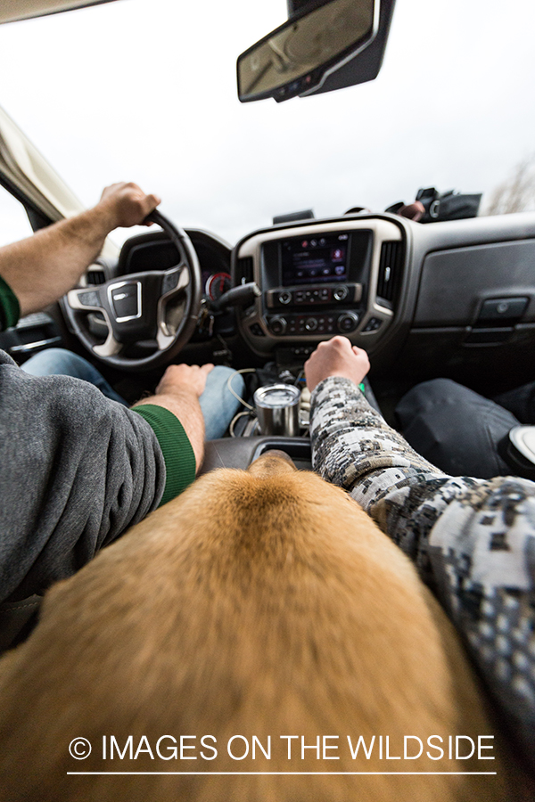 Yellow lab in truck looking at driver.