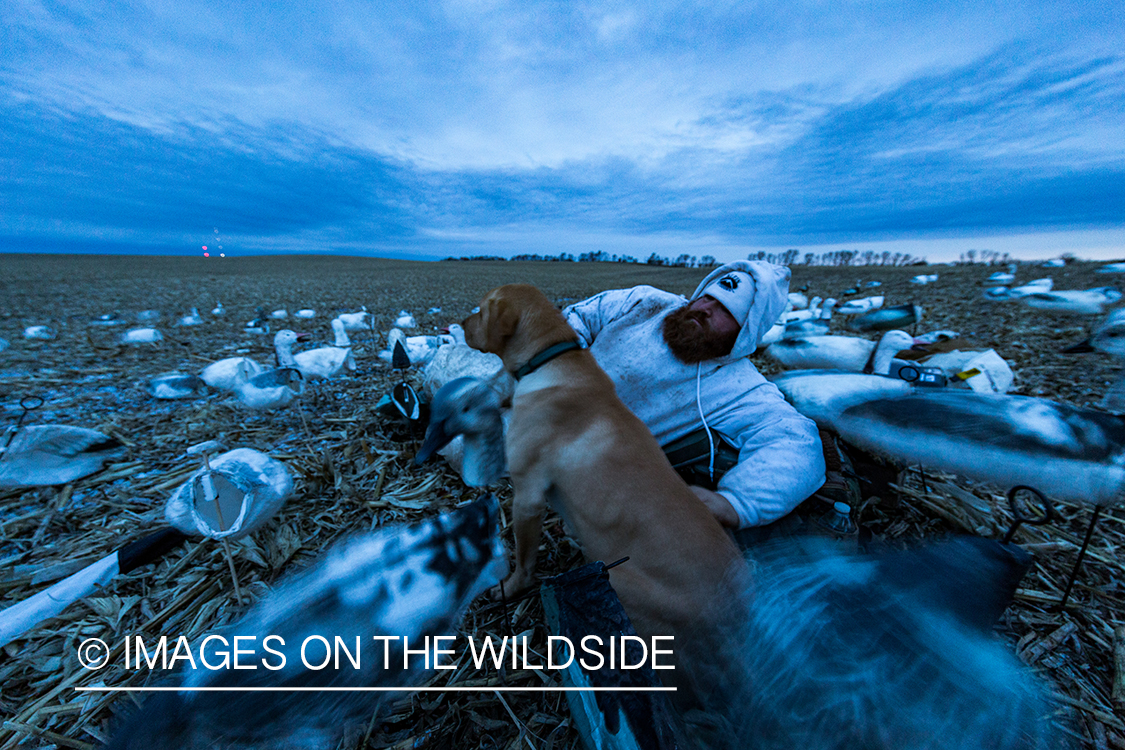 Hunter in field with dog and decoys. 