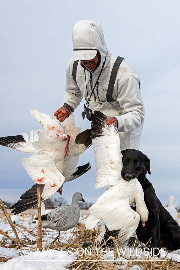 Hunter with bagged snow goose.