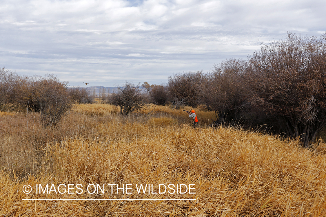 Pheasant hunter shooting at flushed game.