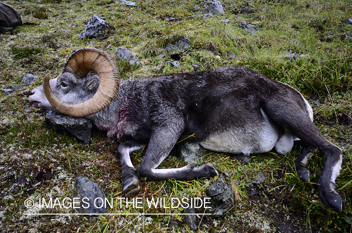 Stone sheep and Mountain goat hunting.