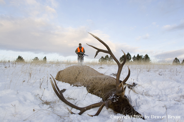 Elk hunter approaching downed elk. 