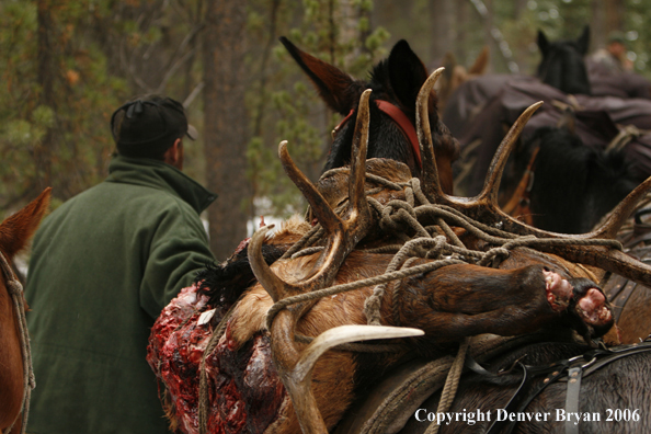 Elk hunter with bagged elk in horse packstring.  