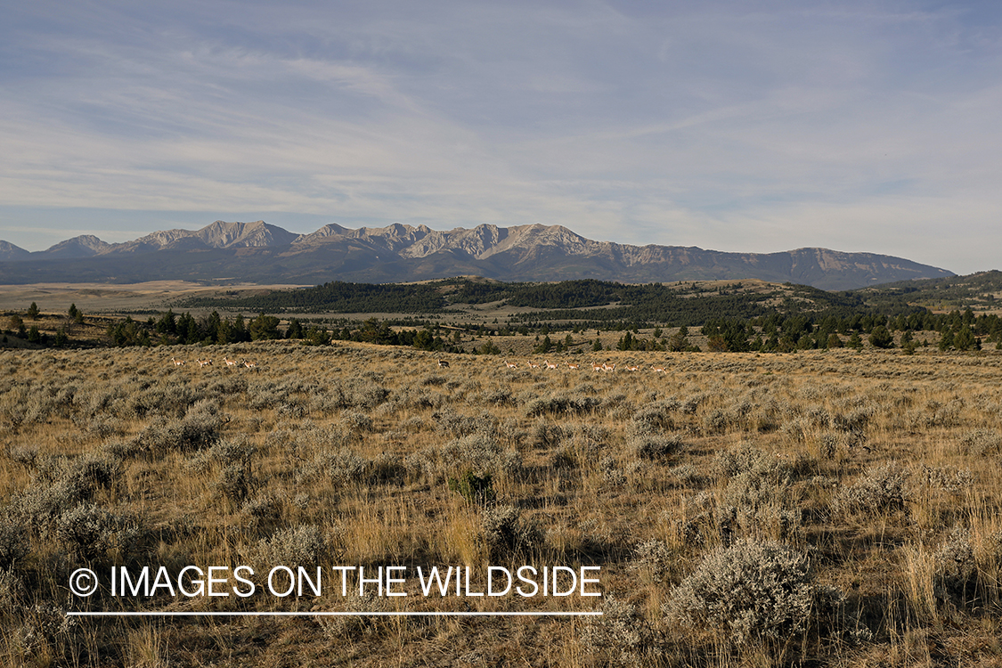 Pronghorn antelope on plains of the Rockies.