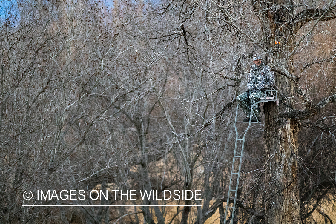 Bow hunter in tree stand glassing for white-tailed deer.