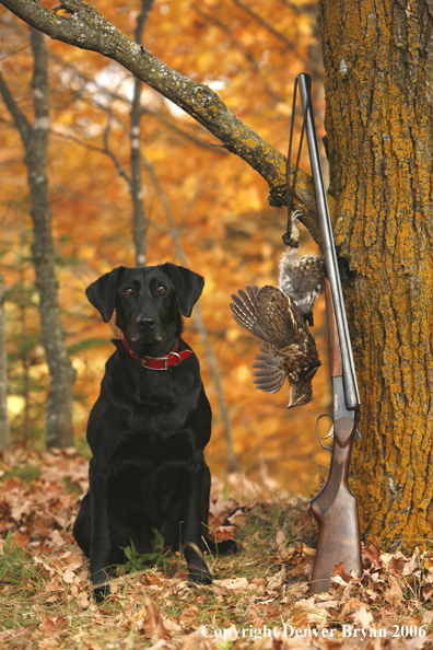 Black Labrador Retriever with bagged grouse and gun in woods