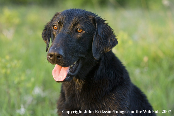 Black Labrador Retriever