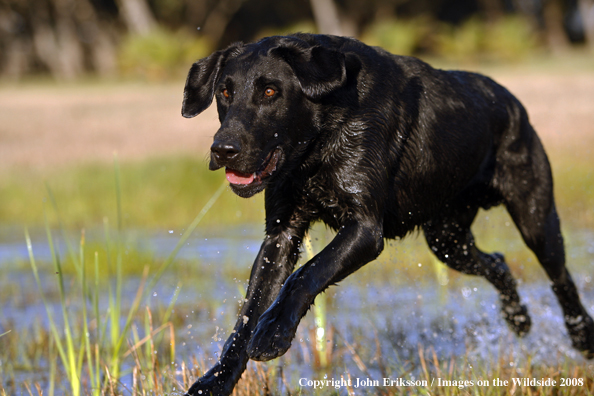 Black Labrador Retriever in field