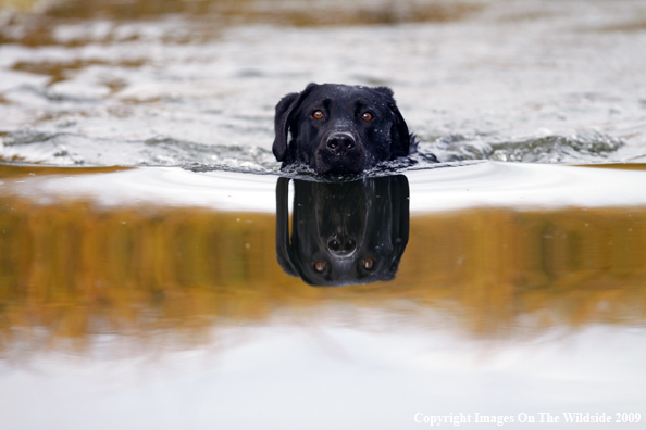 Black Labrador Retriever