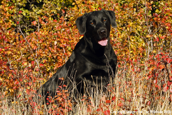 Black Labrador Retriever