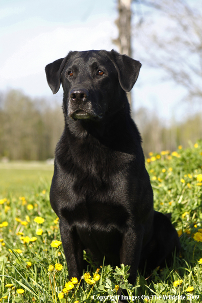 Black Labrador Retriever in field