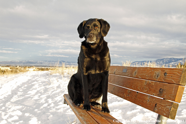 Black Labrador Retriever in winter. 