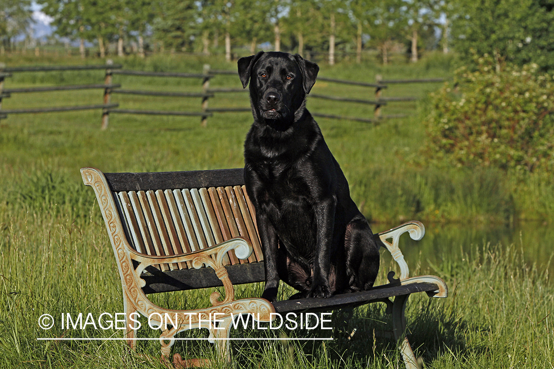 Black Labrador Retriever