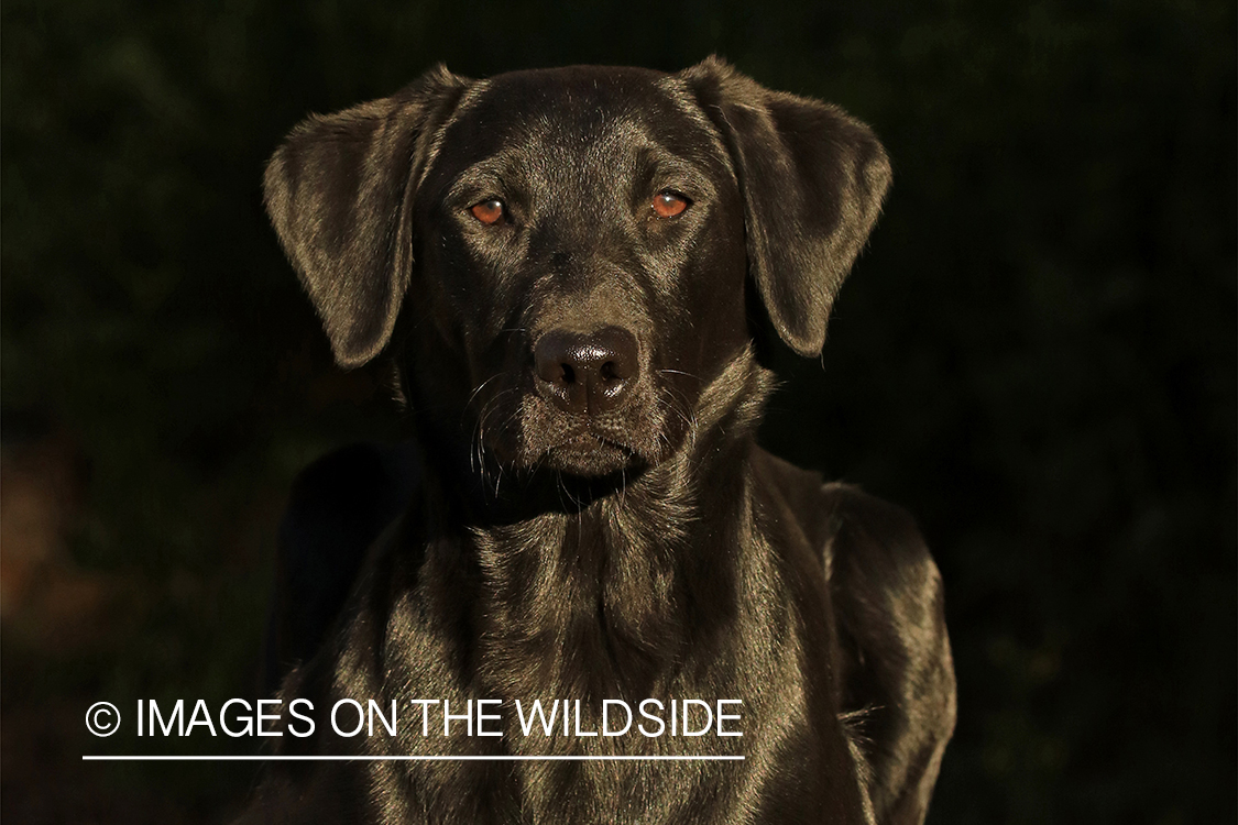 Black labrador on deck.