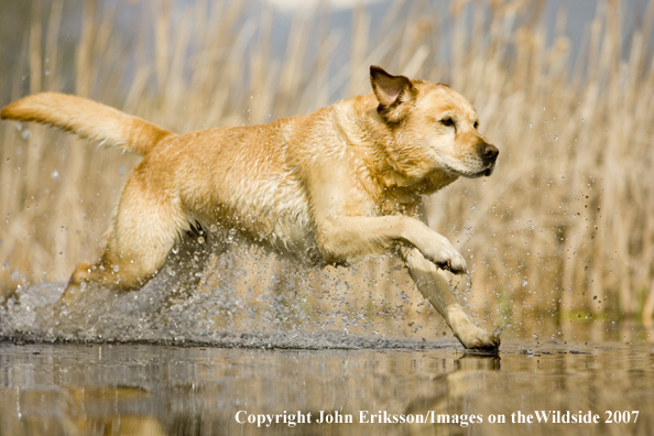 Yellow Labrador Retriever