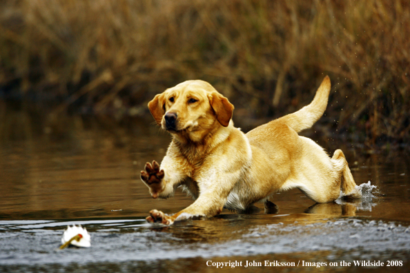 Yellow Labrador Retriever in field