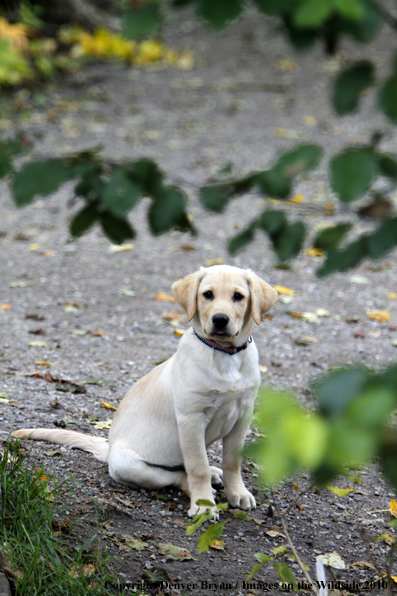 Yellow Labrador Retriever Puppy 