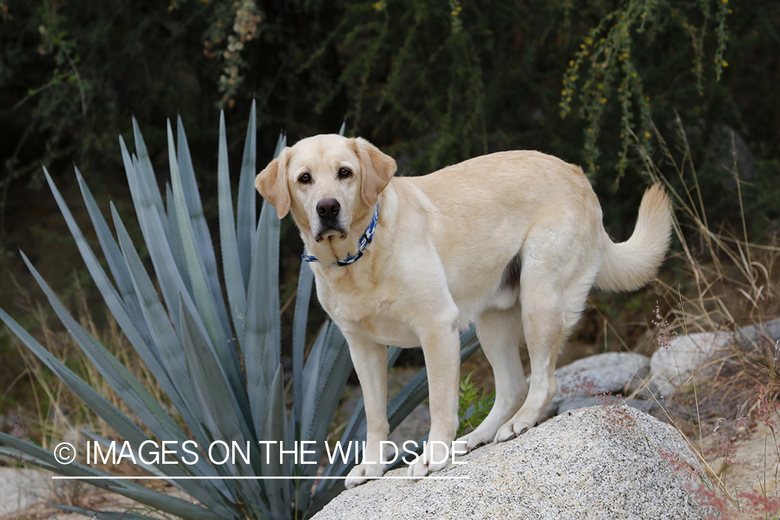 Yellow lab outside.