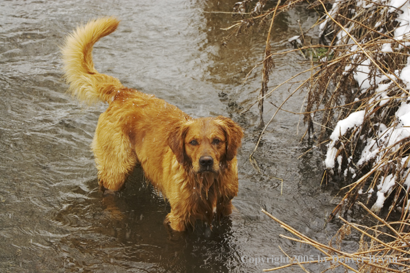 Golden Retriever in stream.