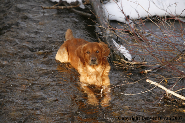 Golden Retriever in the water