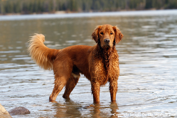 Golden Retriever