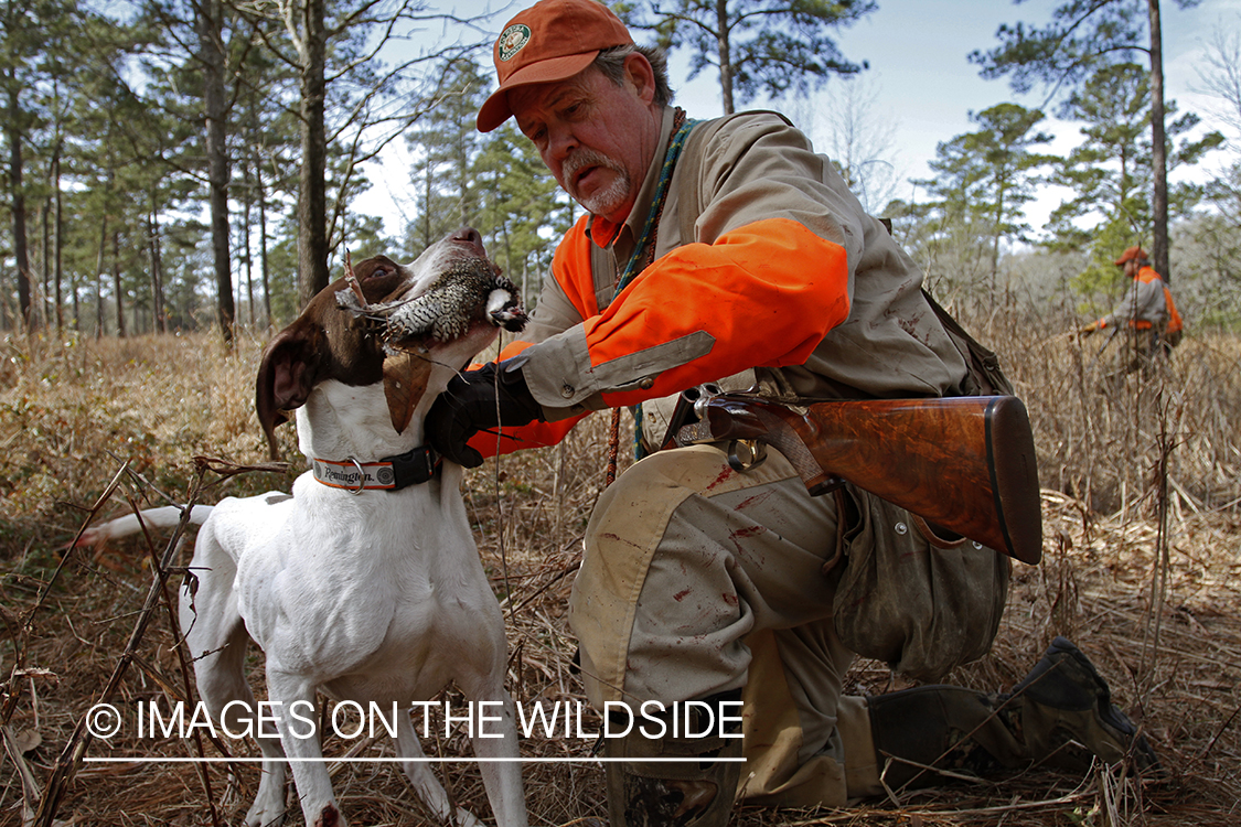 English pointer retrieving bagged bobwhite quail.