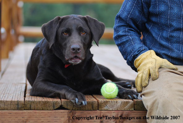 Chocolate Labrador Retriever with owner